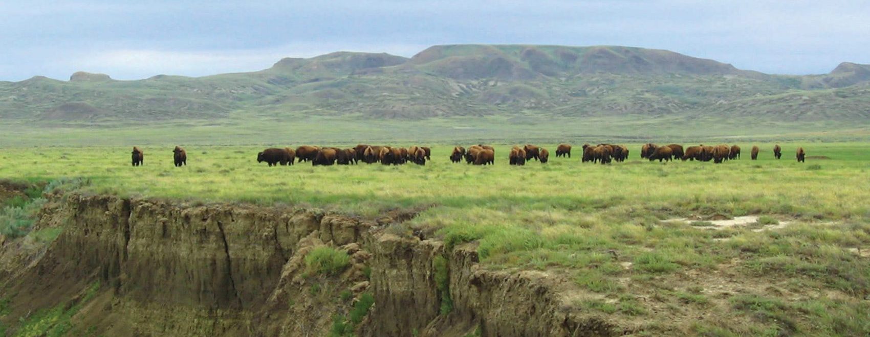 Bison Herd Grasslands National Park Saskatchewan